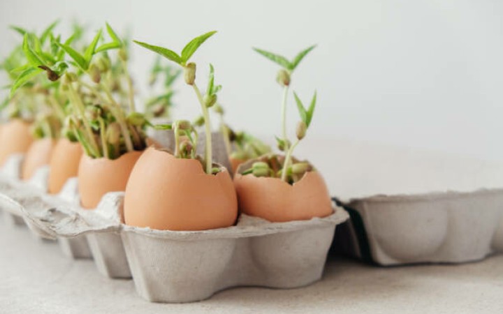 Ilustrasi manfaat cangkang telur untuk tanaman