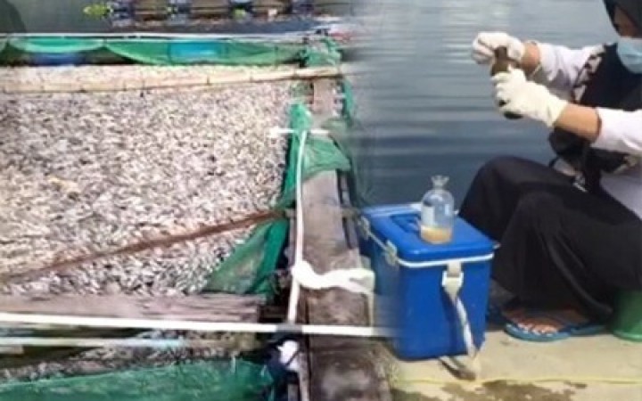 Pemeriksaan sampel keramba jaring apung (KJA) milik pembudi daya di sekitar Danau Ranau Lampung Barat oleh tim DKP Provinsi Lampung dan BKIPM.