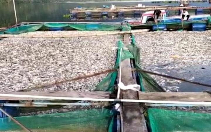 Suasana keramba ikan milik warga di Danau Ranau Kecamatan Lumbok Seminung Kabupaten Lampung Barat. (ant)