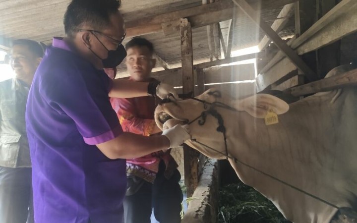 Dinas Pertanian Kota Bandarlampung sedang melakukan pemeriksaan terhadap sapi ternak. Bandarlampung, Jumat, (27/1/2023). (ant)