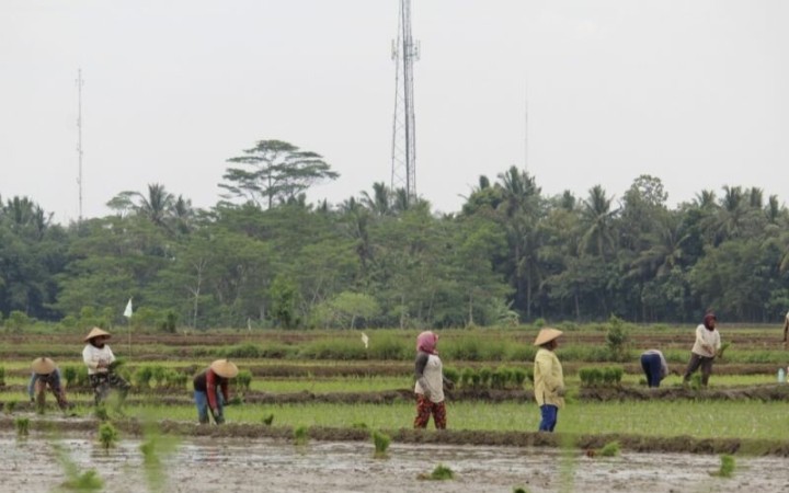 Ilustrasi- Petani di Lampung Timur tengah melakukan tanam padi. (ant)