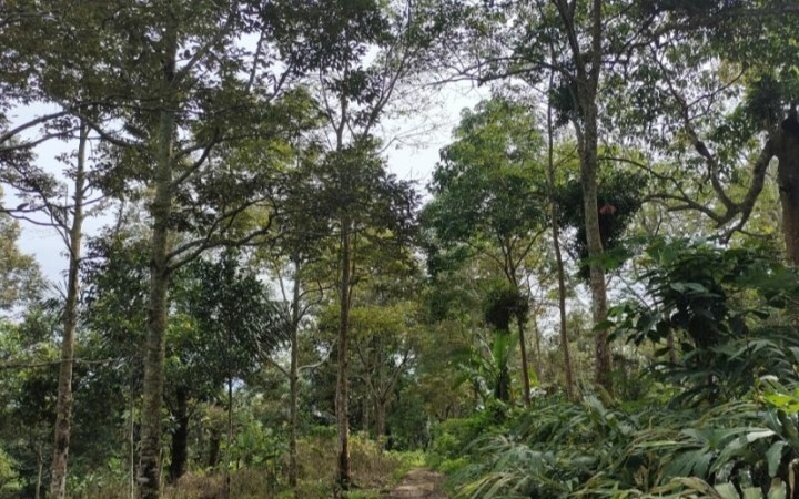 Arsip Foto. Kawasan hutan konservasi di pinggiran Kota Bandarlampung, Provinsi Lampung. (ant)
