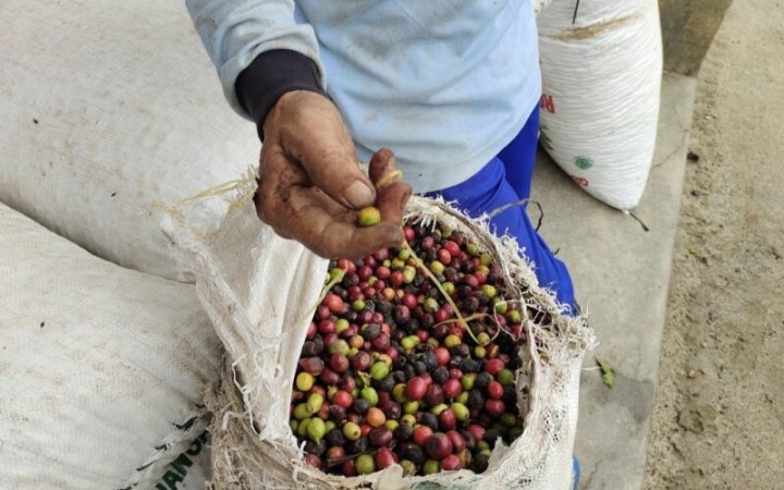 Ilustrasi- Buah kopi robusta petik merah milik petani Lampung Barat. (ant)