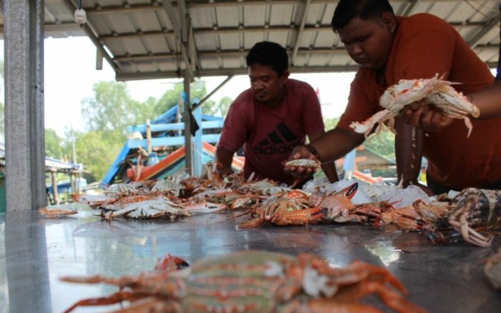 Ilustrasi- Nelayan asal Lampung Timur tengah memilah rajungan hasil tangkapan. (ant)