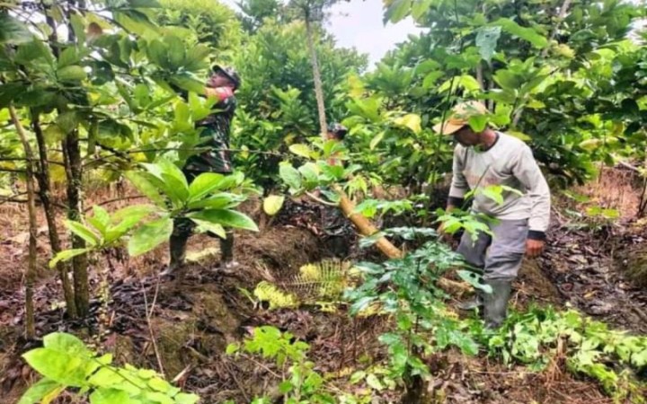 Babinsa Kodim 1710/Mimika di Kabupaten Mimika, Provinsi Papua Tengah mengajarkan cara membudidayakan kopi robusta bagi warga binaan di Kampung Wania, Distrik Mimika Timur (foto; gemapos/ antara)
