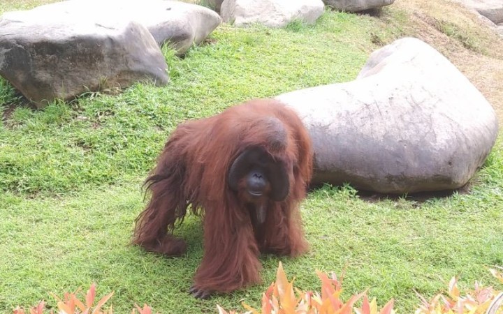 Bali Zoo memiliki koleksi enam orang utan salah satunya Jacky yang berusia 47 tahun di Gianyar, Bali, Senin (4/9/2023). (foto: gemabali/ antara)