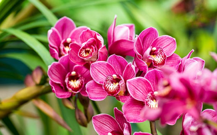 Ilustrasi- Bunga Anggrek (foto: gemapos/istock)