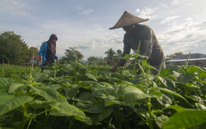 Ilustrasi petani memanen sayur bayam di kawasan transmigrasi Desa Bulu Pontu Jaya, Sigi, Sulawesi Tengah, Rabu (foto: ant)