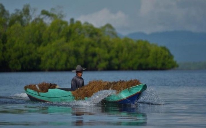 Petani saat membawa rumput laut di atas perahu usai panen di Desa Langgere, Buton Utara, Sultra (foto: gemapos/ antara)