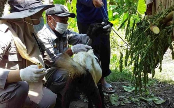Karantian Pertanian Mamuju Provinsi Sulawesi Barat (Sulbar) memantau Hama Penyakit Hewan Karantina (HPHK) Brucella Melitensis pada 356 ekor sampel ternak kambing di Mamuju, Minggu (foto: ant)
