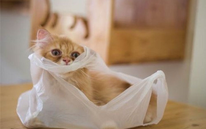 Mengapa Kucing Sering Menggigit dan Mengunyah Plastik?  Ini Jawabannya