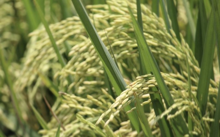 ilustrasi padi (foto: istock)