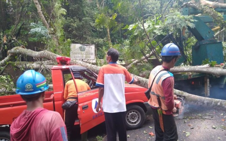 Petugas mengevakuasi mobil BPBD Tabanan yang ikut terpimpa pohon tumbang di kawasan Hutan Kota Jalur Denpasar-Gilimanuk di Tabanan, Bali, Rabu (13/9/2023). (foto: gemabali/ antara)