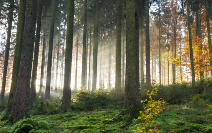 Ilustrasi- Panorama Hutan (foto: gemapos/istock)