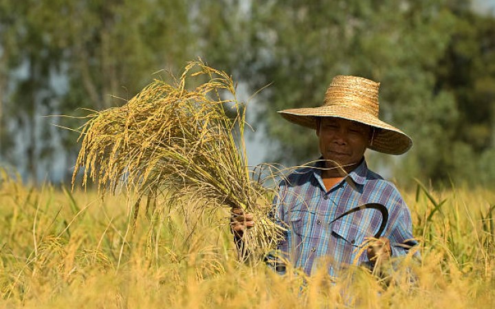 Ilustrasi- Petani padi (foto: gemapos/istock)