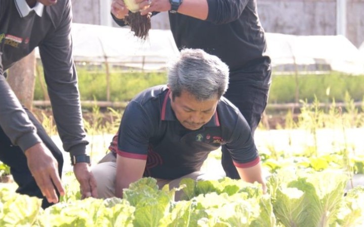 Kepala Kantor Wilayah Kementerian Hukum dan HAM Provinsi Bali Anggiat Napitupulu memanen sayuran di Lapas Narkotika Bangli, Bali, Jumat (foto: ant)