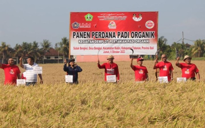 Panen perdana padi organik di Tabanan, Bali, Jumat (6/10/2023). (foto: gemabali/ antara)