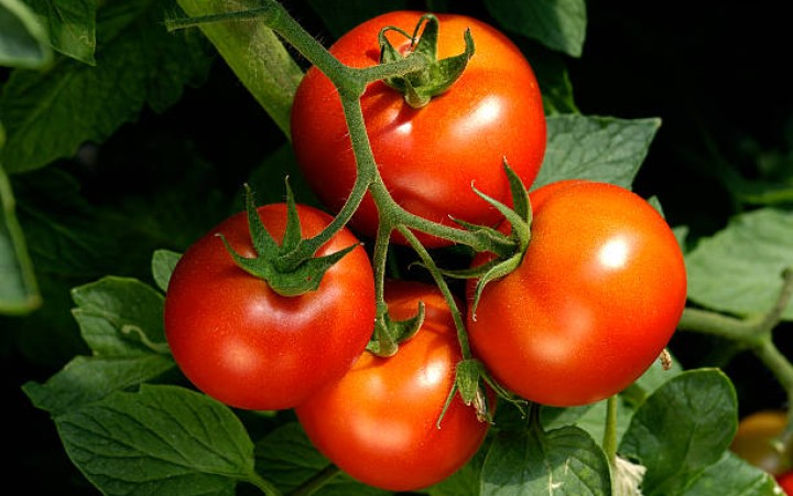 Ilustrasi- Tomat (foto: gemapos/istock)