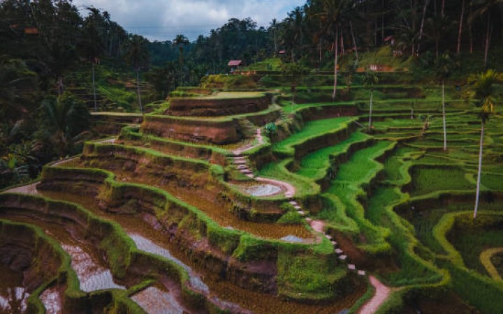 Teras sawah yang indah di Ubud, Bali (foto: gemabali/ istock)