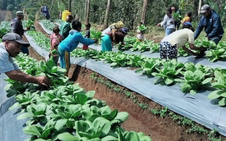Para anggota Kelompok Tani Desa Berdaya Banera Ndajang sedang melakukan perawatan aneka tanaman Hortikultura. (foto: gemapos/ antara)