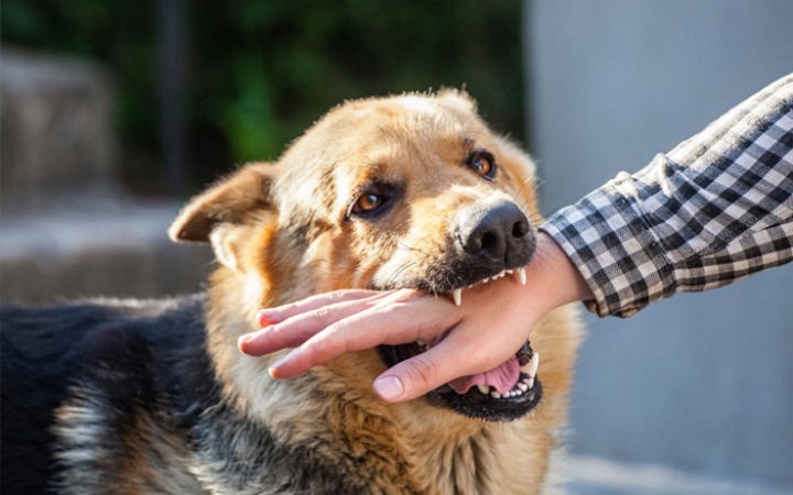 Tak Hanya Anjing, Berikut Sejumlah Hewan Yang Bisa Tularkan Rabies (ist)
