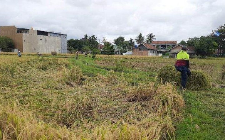Hari ini Petani di Kelurahan Metro, Kecamatan Metro Pusat, Metro, Lampung, mulai memanen padi pada Musim Tanam I 2024. (foto:beritalampung)