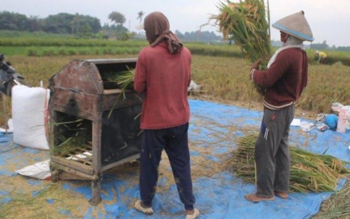 Harga gabah saat ini dihargai Rp 6.100 per kilogram di wilayah Lampung Tengah. (foto:beritalampung)