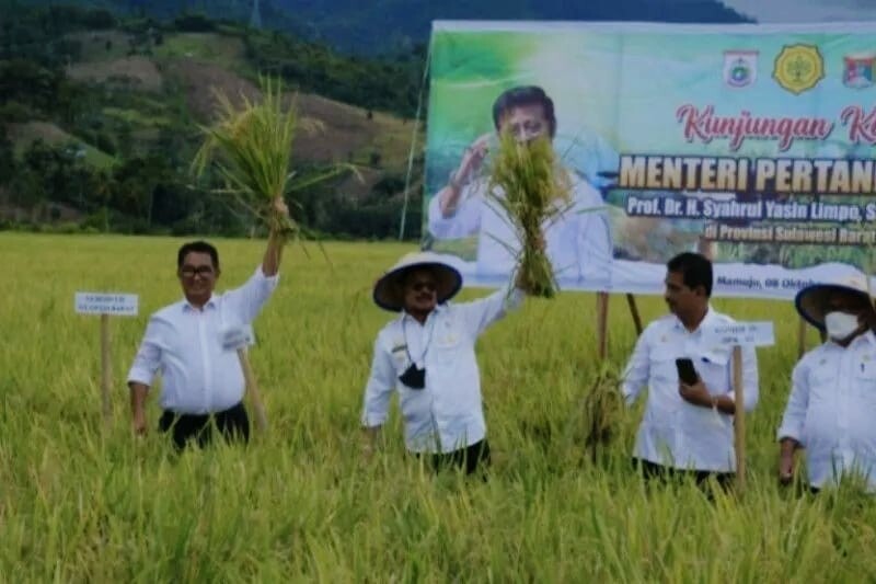 Saat Mentri Pertanian Syahrul Yasin Limpo dan penjabat Gubernur Sulbar Akmal Malik menghadiri panen padi 400 hektera di Mamuju, Sabtu